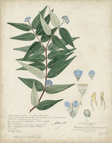 Delicate Blue Descubes II