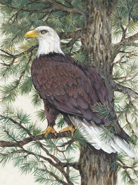 Eagle in the Pine