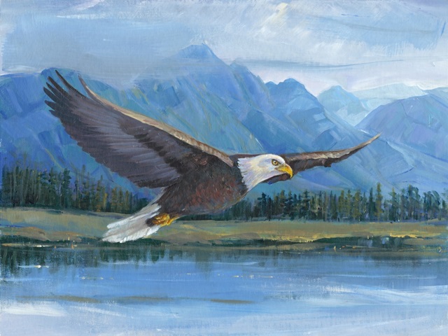 Eagle Soaring