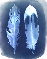 Feather Negatives II