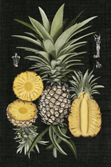 Graphic Pineapple Botanical Study I