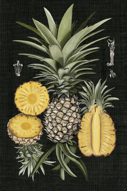 Graphic Pineapple Botanical Study I