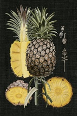 Graphic Pineapple Botanical Study II
