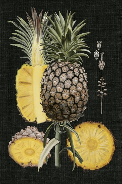 Graphic Pineapple Botanical Study II