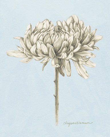 Graphite Botanical Study II