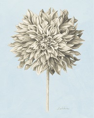 Graphite Botanical Study III