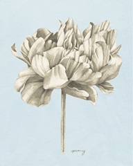Graphite Botanical Study IV