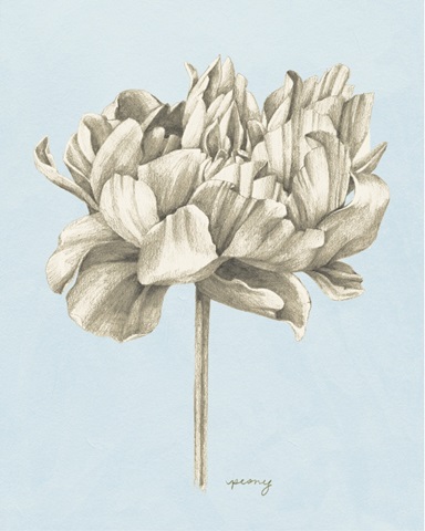 Graphite Botanical Study IV