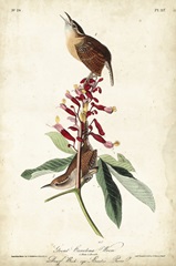 Great Carolina Wren