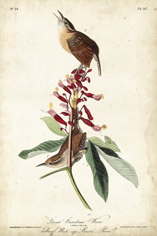 Great Carolina Wren