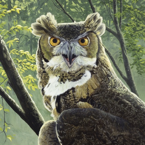Great Horned Owl