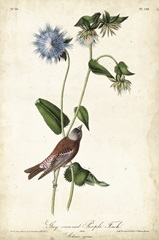 Grey-crowned Purple Finch