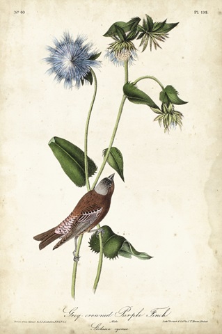 Grey-crowned Purple Finch