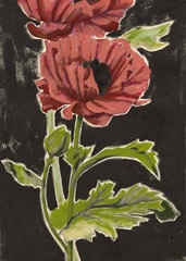 Haloed Poppies II