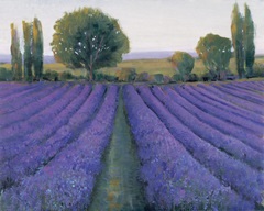 Lavender Field II
