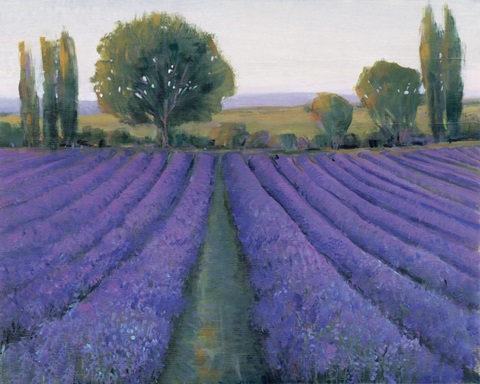 Lavender Field II