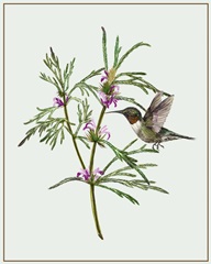 Leonurus Japonicus I