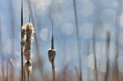 Light Dance on Cattails II