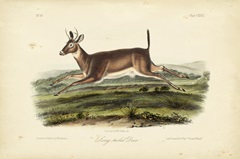 Long-tailed Deer