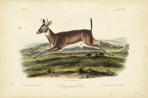 Long-tailed Deer