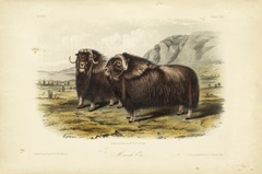 Musk Ox