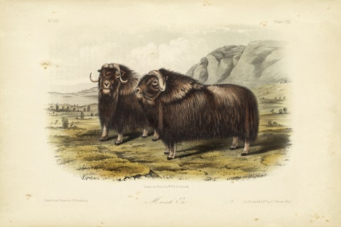 Musk Ox