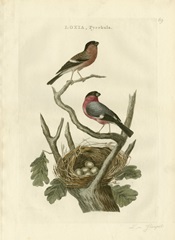 Nozeman Birds and Nests I