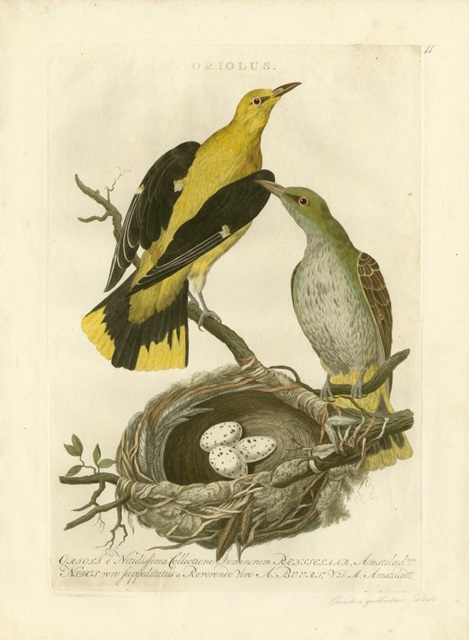 Nozeman Birds and Nests II