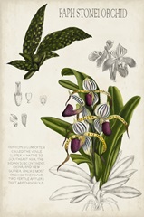 Orchid Field Notes I