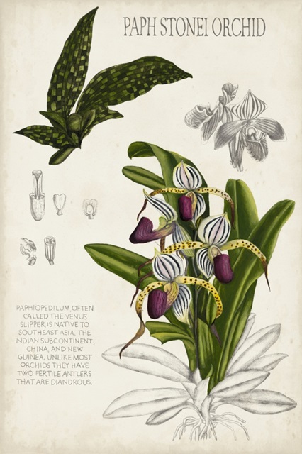 Orchid Field Notes I