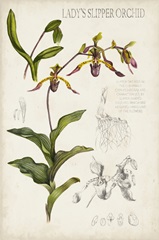 Orchid Field Notes III