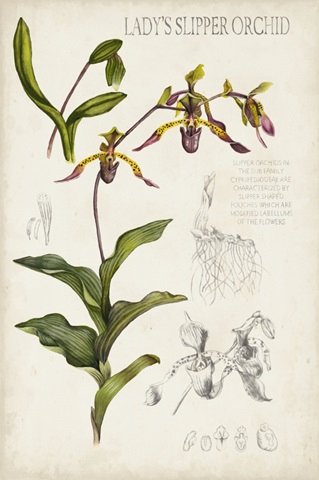 Orchid Field Notes III