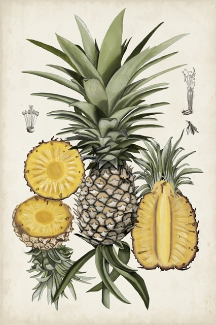 Pineapple Botanical Study I