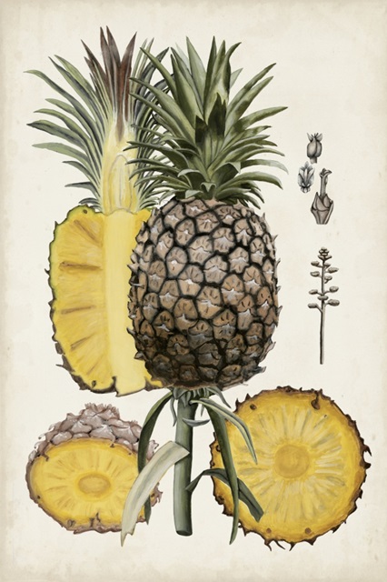 Pineapple Botanical Study II