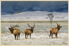 Refuge Elk