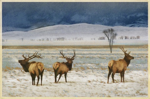 Refuge Elk