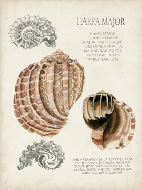 Seashell Field Notes II