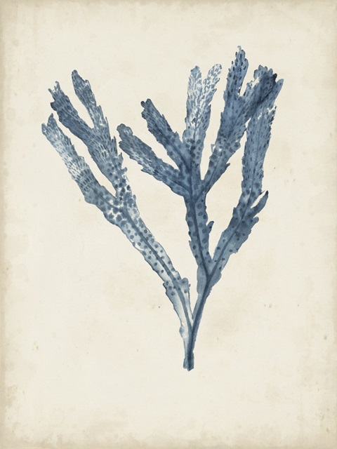 Seaweed Specimens I