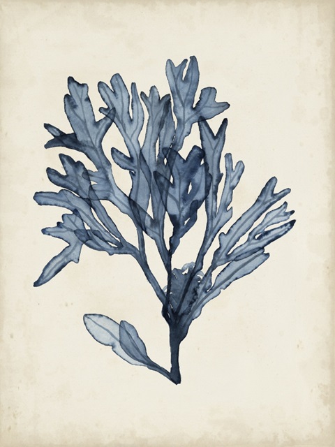 Seaweed Specimens II