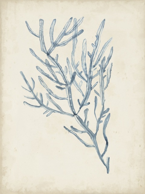 Seaweed Specimens III