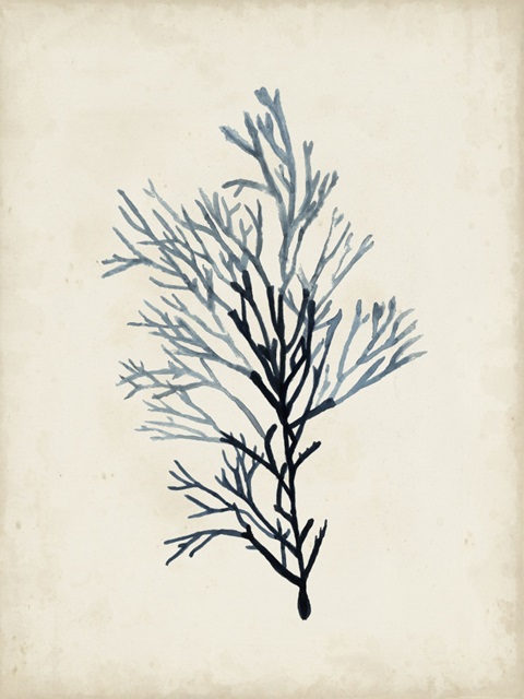 Seaweed Specimens IV