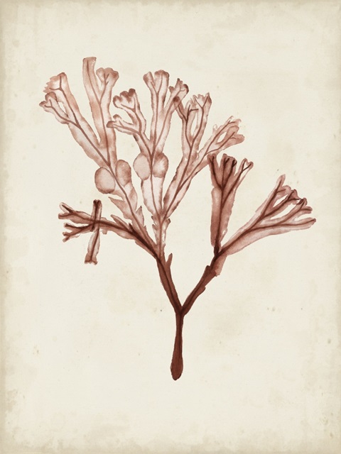 Seaweed Specimens V
