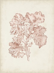 Seaweed Specimens VI