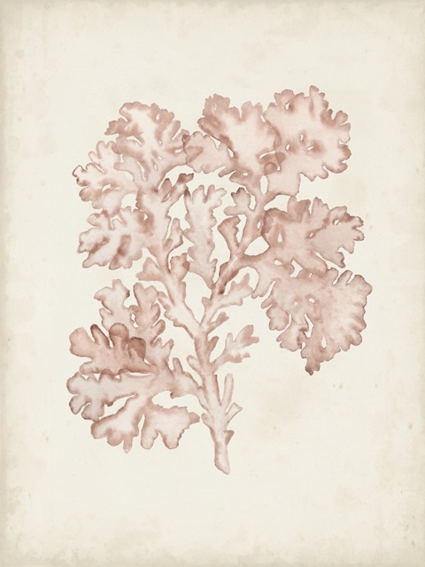 Seaweed Specimens VI