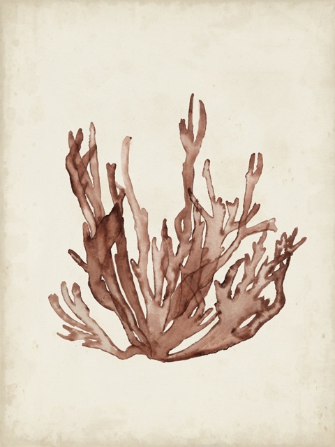 Seaweed Specimens VII