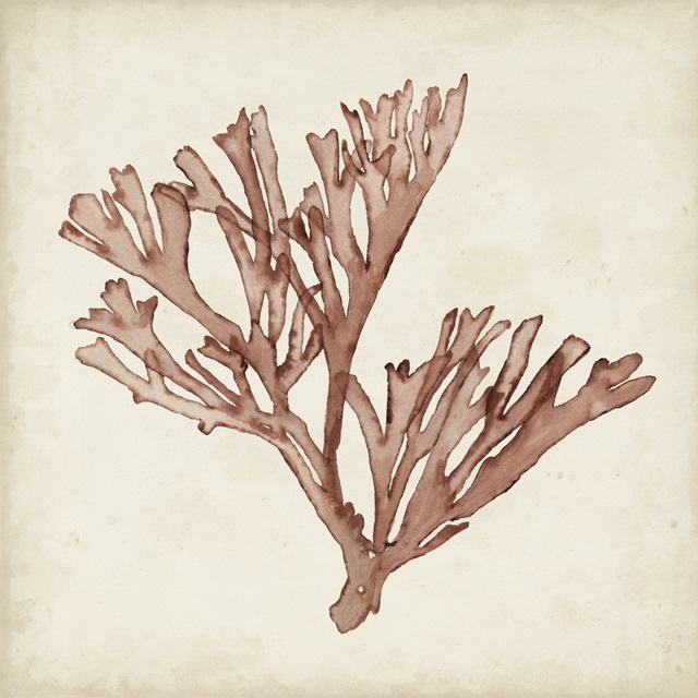 Seaweed Specimens XIII