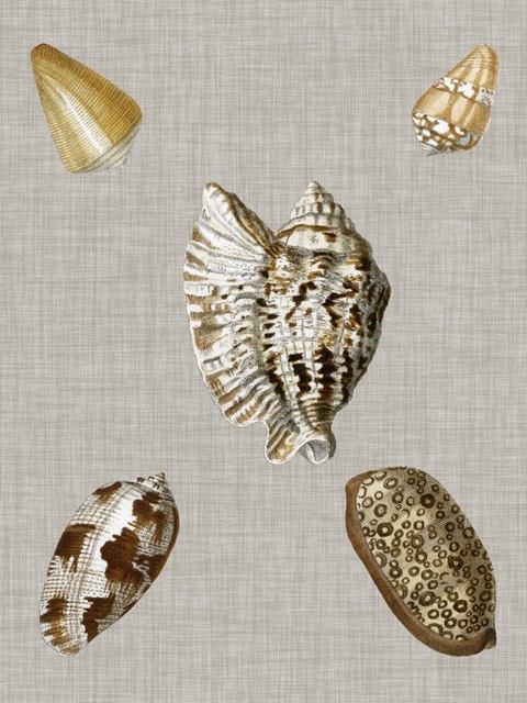 Shells on Linen I