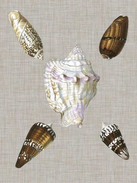 Shells on Linen II