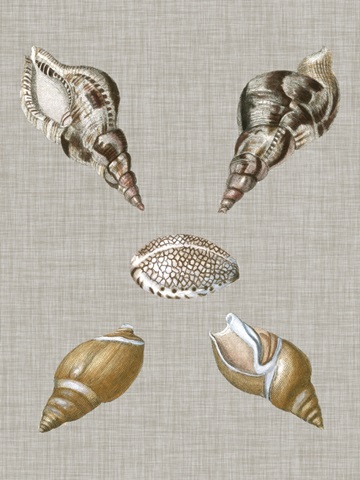 Shells on Linen IV
