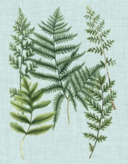 Spa Ferns I